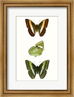 Butterfly Specimen III Fine Art Print