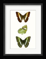 Butterfly Specimen III Fine Art Print