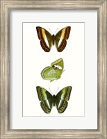 Butterfly Specimen III Fine Art Print
