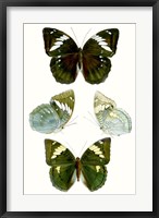 Butterfly Specimen IV Fine Art Print