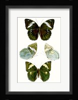 Butterfly Specimen IV Fine Art Print