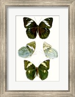 Butterfly Specimen IV Fine Art Print