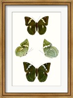 Butterfly Specimen V Fine Art Print