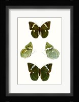Butterfly Specimen V Fine Art Print
