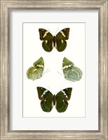 Butterfly Specimen V Fine Art Print