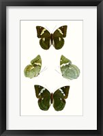 Butterfly Specimen V Framed Print