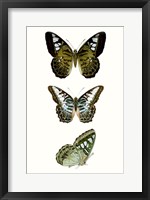 Butterfly Specimen VI Fine Art Print