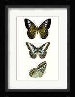 Butterfly Specimen VI Fine Art Print