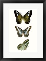 Butterfly Specimen VI Fine Art Print