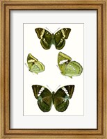 Butterfly Specimen VII Fine Art Print