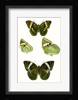 Butterfly Specimen VII Fine Art Print