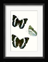 Butterfly Specimen VIII Fine Art Print