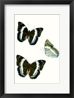 Butterfly Specimen VIII Framed Print