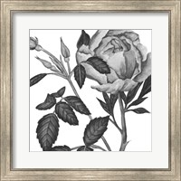 Flowers in Grey I Fine Art Print