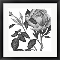 Flowers in Grey I Framed Print