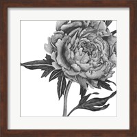 Flowers in Grey II Fine Art Print