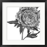 Flowers in Grey II Fine Art Print