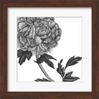 Flowers in Grey III Fine Art Print