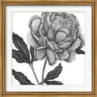 Flowers in Grey IV Fine Art Print