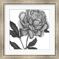Flowers in Grey IV Fine Art Print