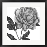 Flowers in Grey IV Framed Print