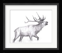 Wildlife Trail II Framed Print