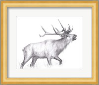 Wildlife Trail II Fine Art Print