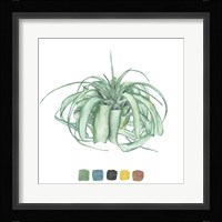 Air Plant Study I Framed Print