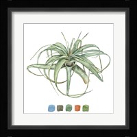 Air Plant Study III Framed Print