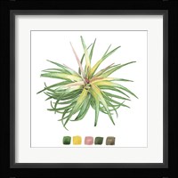 Air Plant Study IV Framed Print