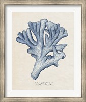 Sea Coral Study I Fine Art Print