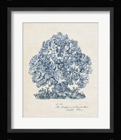Sea Coral Study II Framed Print