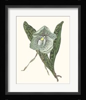 Orchid Display I Framed Print