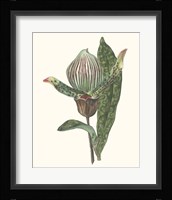 Orchid Display III Framed Print