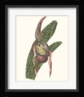 Orchid Display IV Framed Print