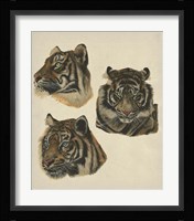 Wild World II Framed Print