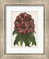 Rhododendron Study I Fine Art Print