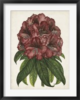 Rhododendron Study I Fine Art Print