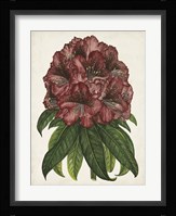 Rhododendron Study I Framed Print