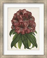 Rhododendron Study I Fine Art Print