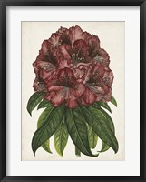Rhododendron Study I Framed Print