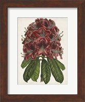 Rhododendron Study II Fine Art Print