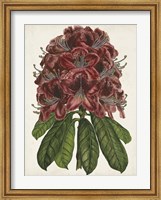 Rhododendron Study II Fine Art Print