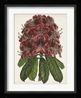 Rhododendron Study II Fine Art Print