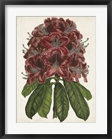 Rhododendron Study II Framed Print