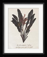 Seaweed Study I Framed Print