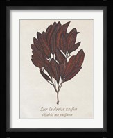 Seaweed Study II Framed Print