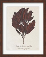 Seaweed Study II Fine Art Print