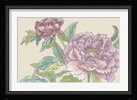 Peony Blooms I Framed Print