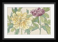 Peony Blooms II Framed Print